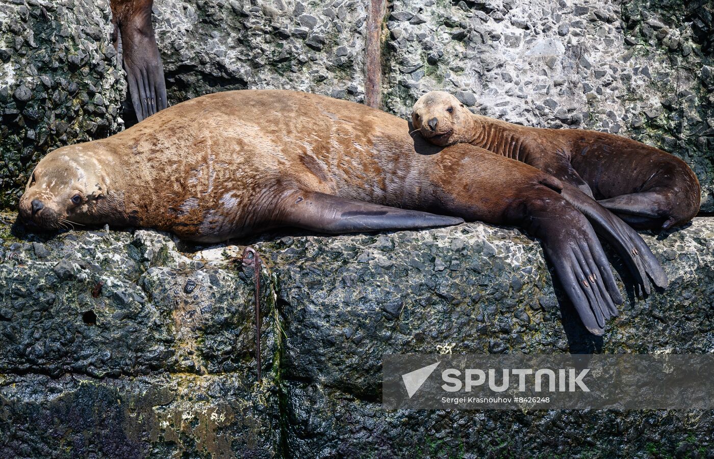 Russia Steller Sea Lions