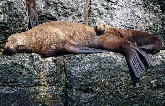 Russia Steller Sea Lions