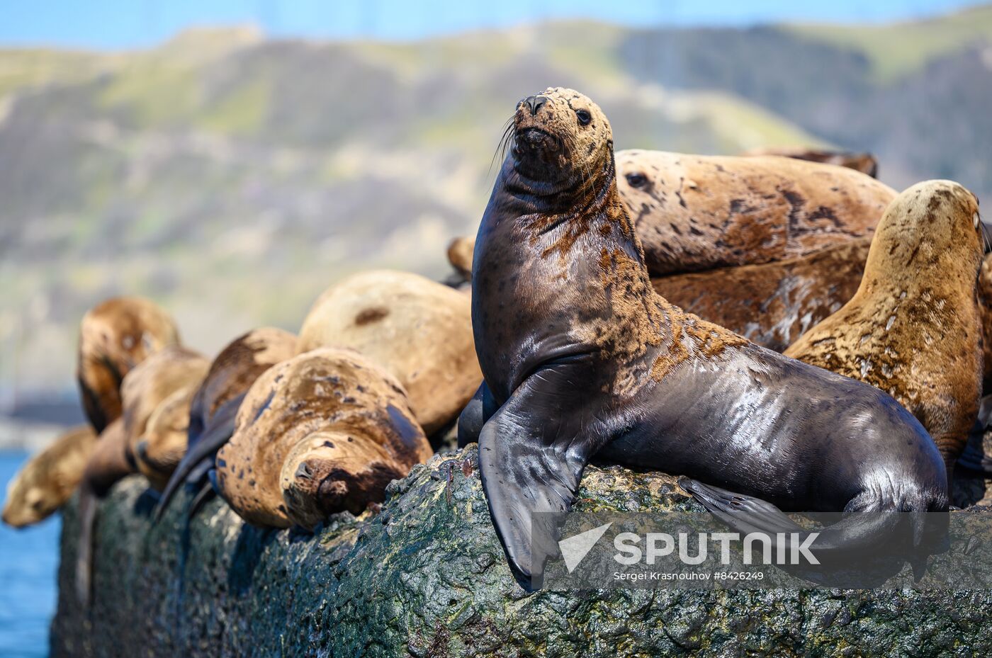 Russia Steller Sea Lions