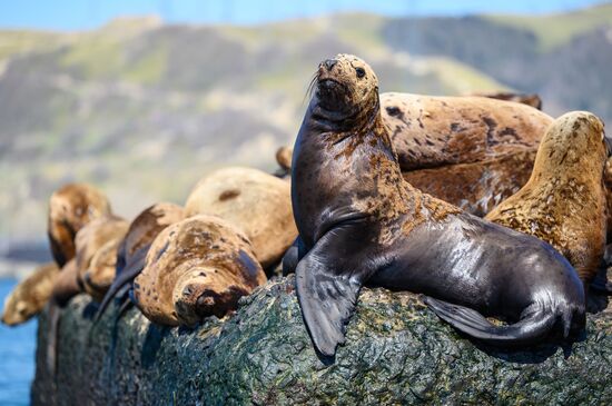 Russia Steller Sea Lions