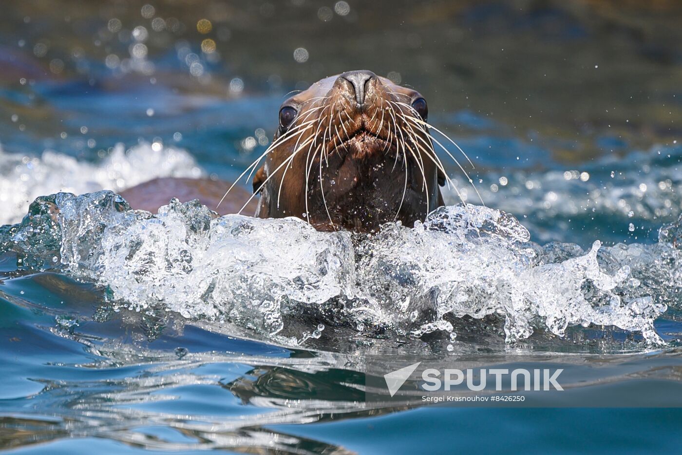 Russia Steller Sea Lions
