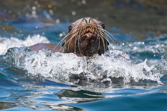 Russia Steller Sea Lions