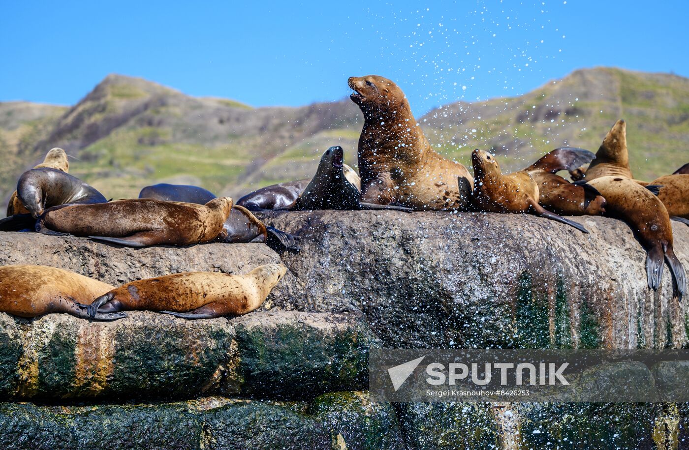 Russia Steller Sea Lions