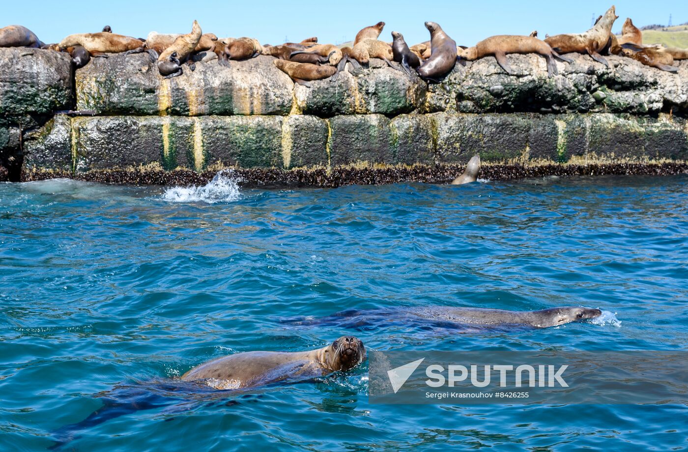 Russia Steller Sea Lions