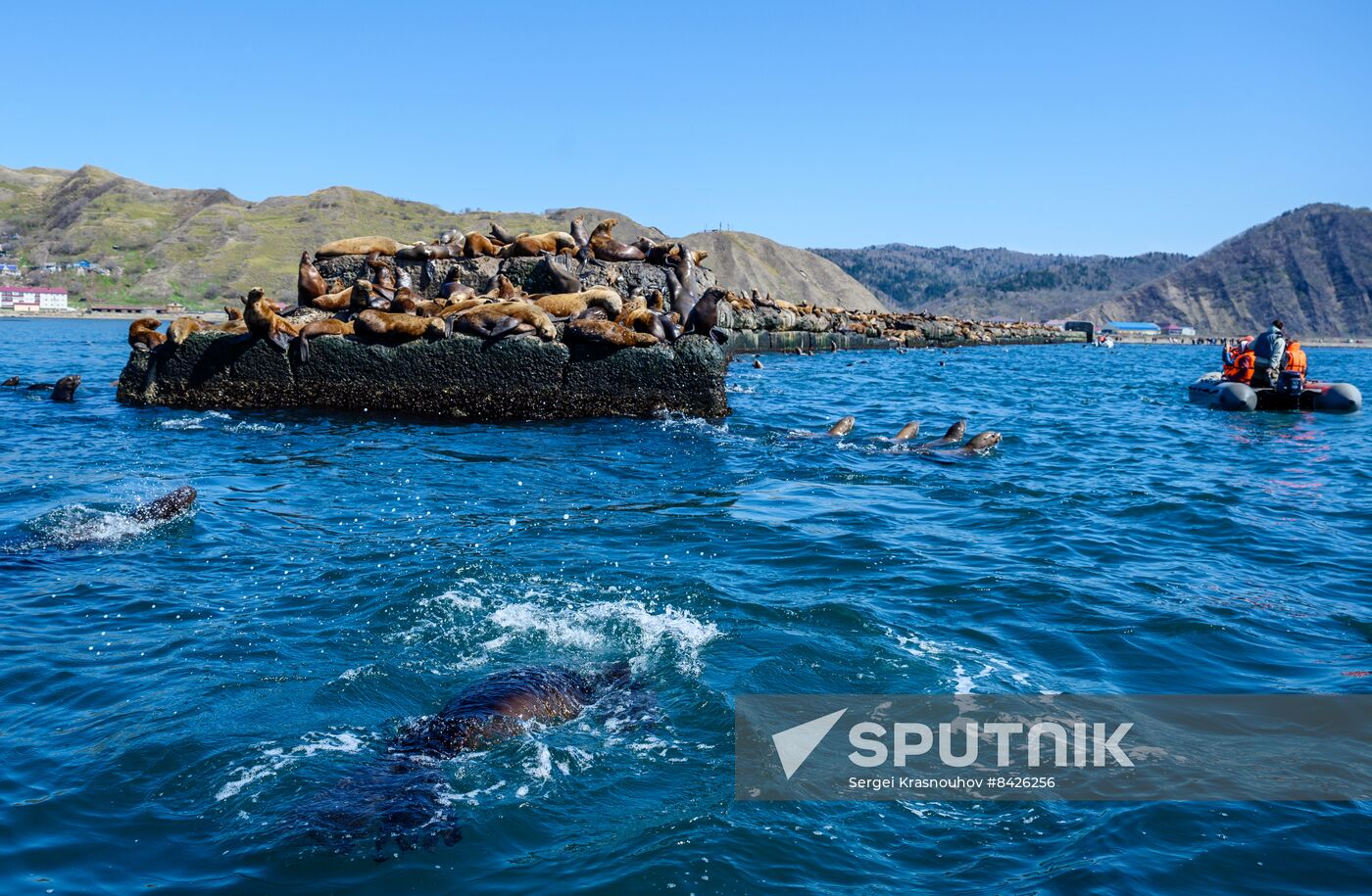 Russia Steller Sea Lions