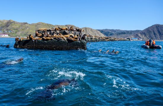 Russia Steller Sea Lions