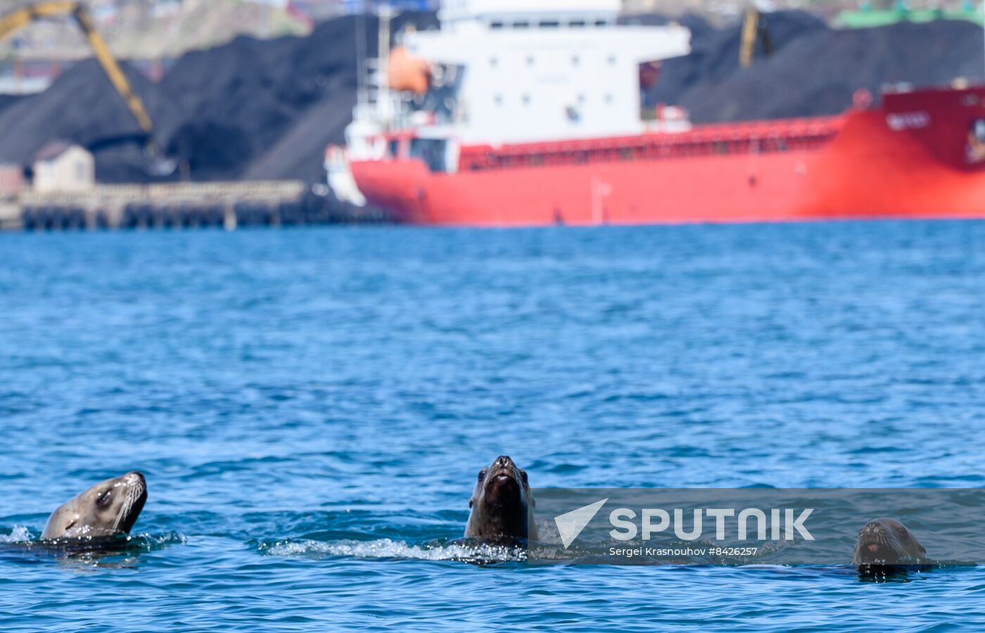 Russia Steller Sea Lions