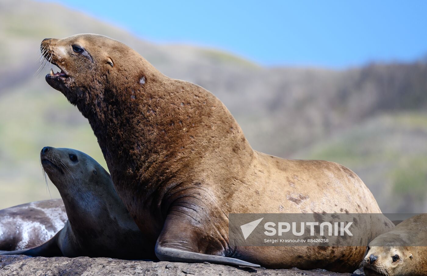 Russia Steller Sea Lions