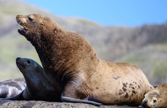 Russia Steller Sea Lions