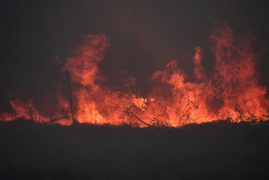 Russia Forest Fires