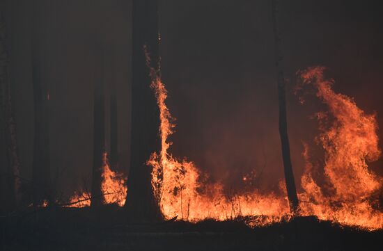 Russia Forest Fires