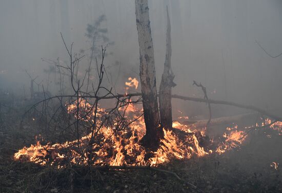 Russia Forest Fires