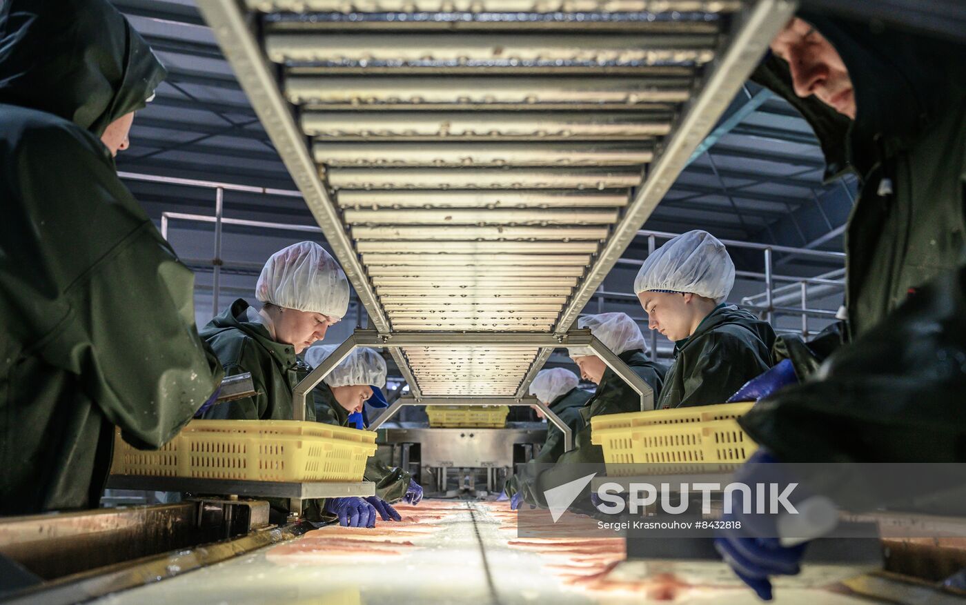 Russia Fishing Industry