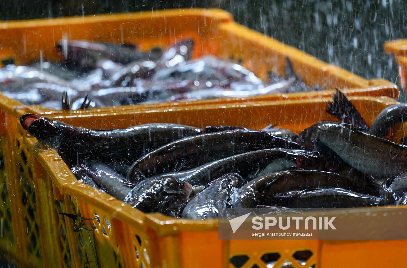 Russia Fishing Industry