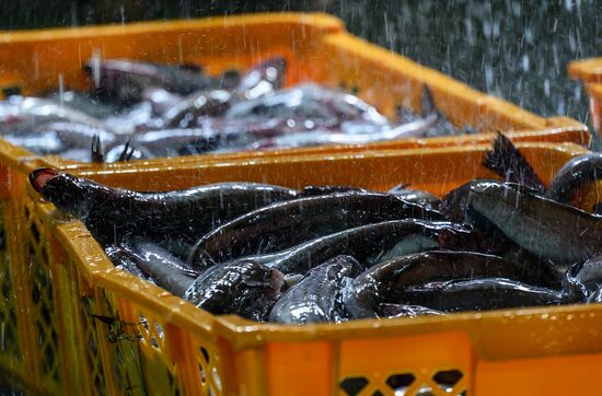 Russia Fishing Industry