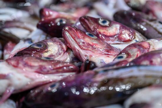 Russia Fishing Industry