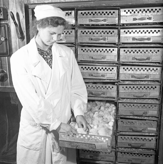 Tomilino Poultry Factory