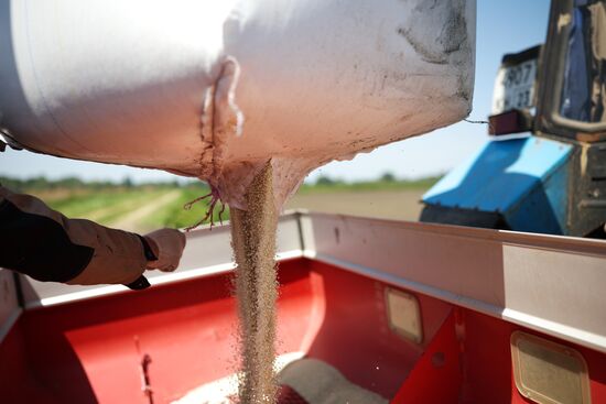 Russia Agriculture Sowing