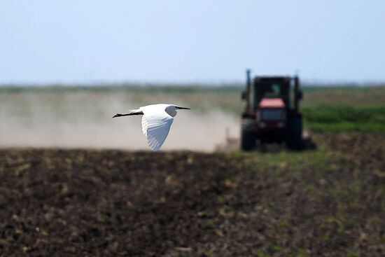 Russia Agriculture Sowing