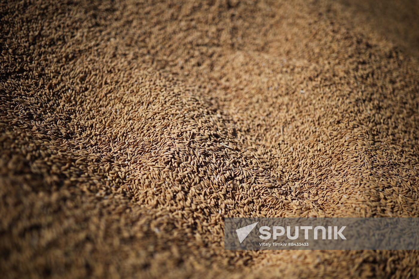 Russia Agriculture Sowing