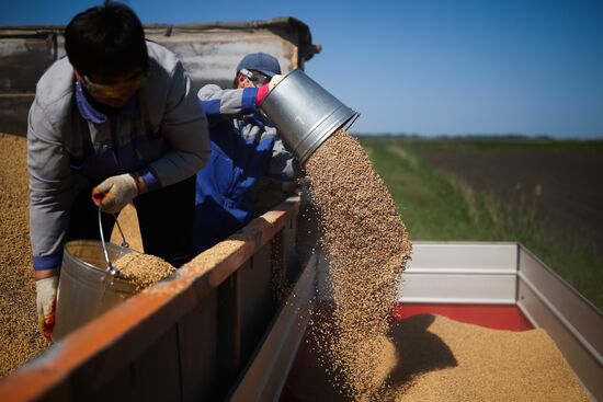 Russia Agriculture Sowing