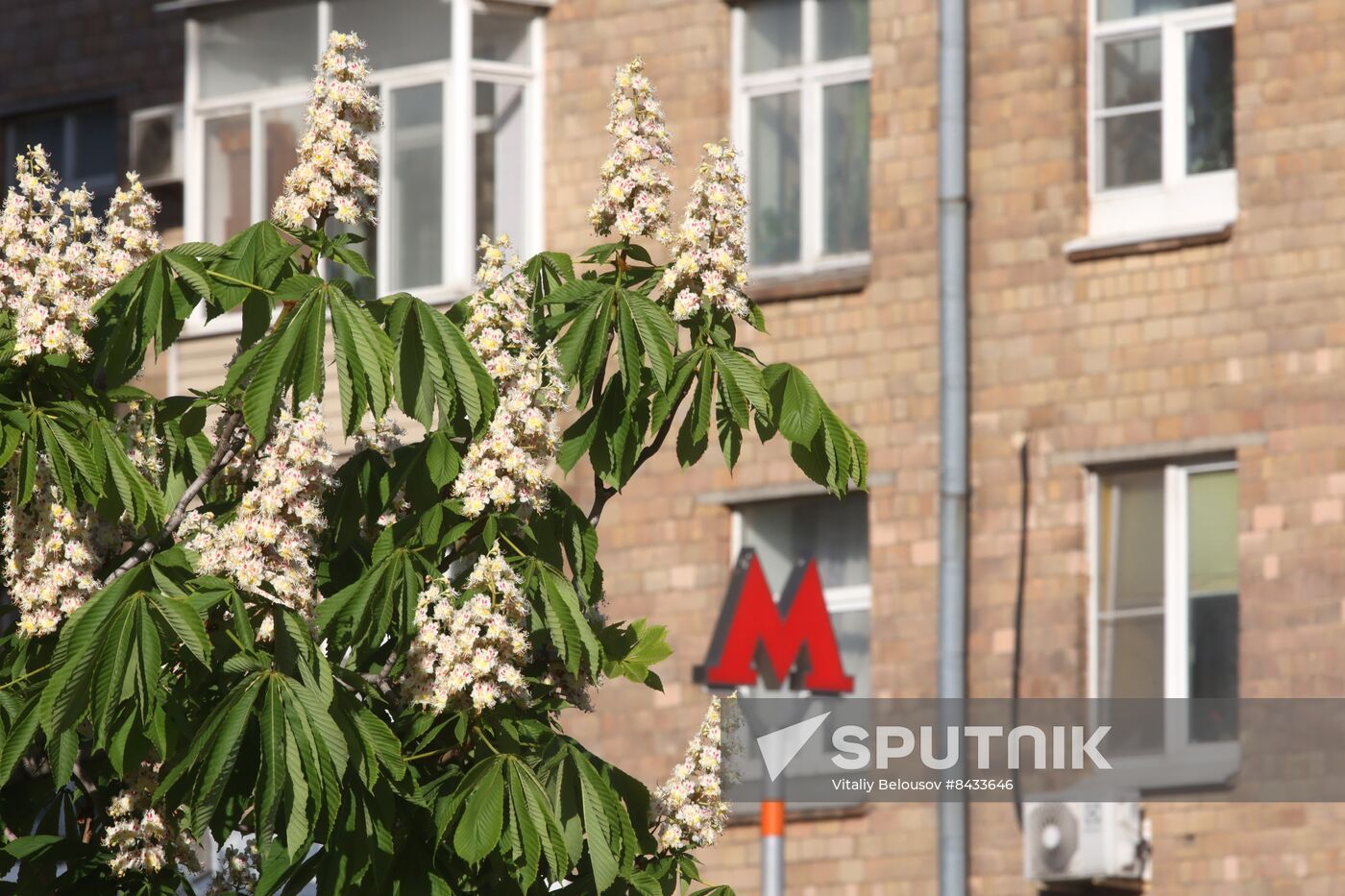 Russia Blooming Season