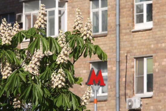 Russia Blooming Season