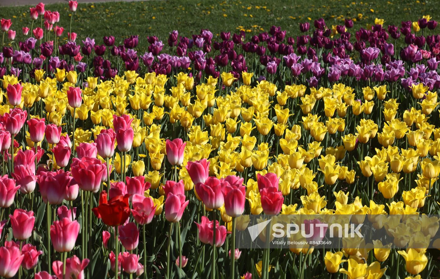 Russia Blooming Season