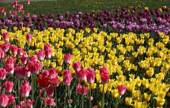 Russia Blooming Season