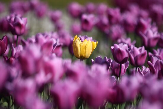 Russia Blooming Season
