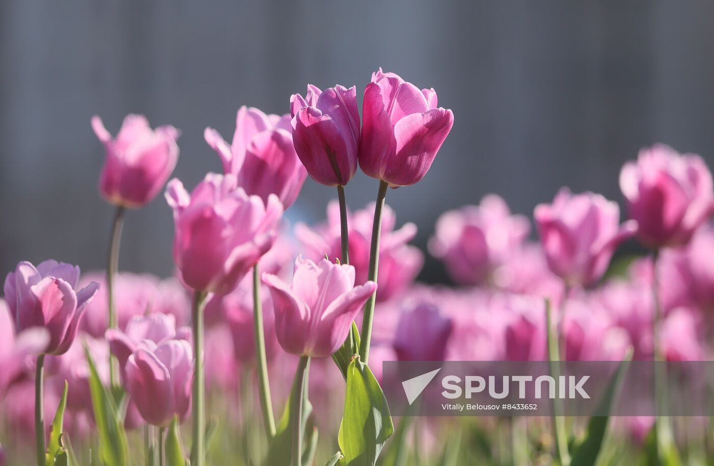 Russia Blooming Season