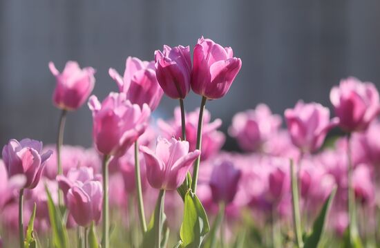 Russia Blooming Season
