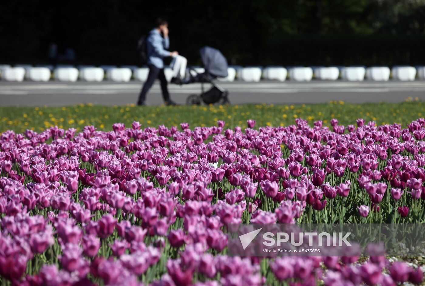 Russia Blooming Season