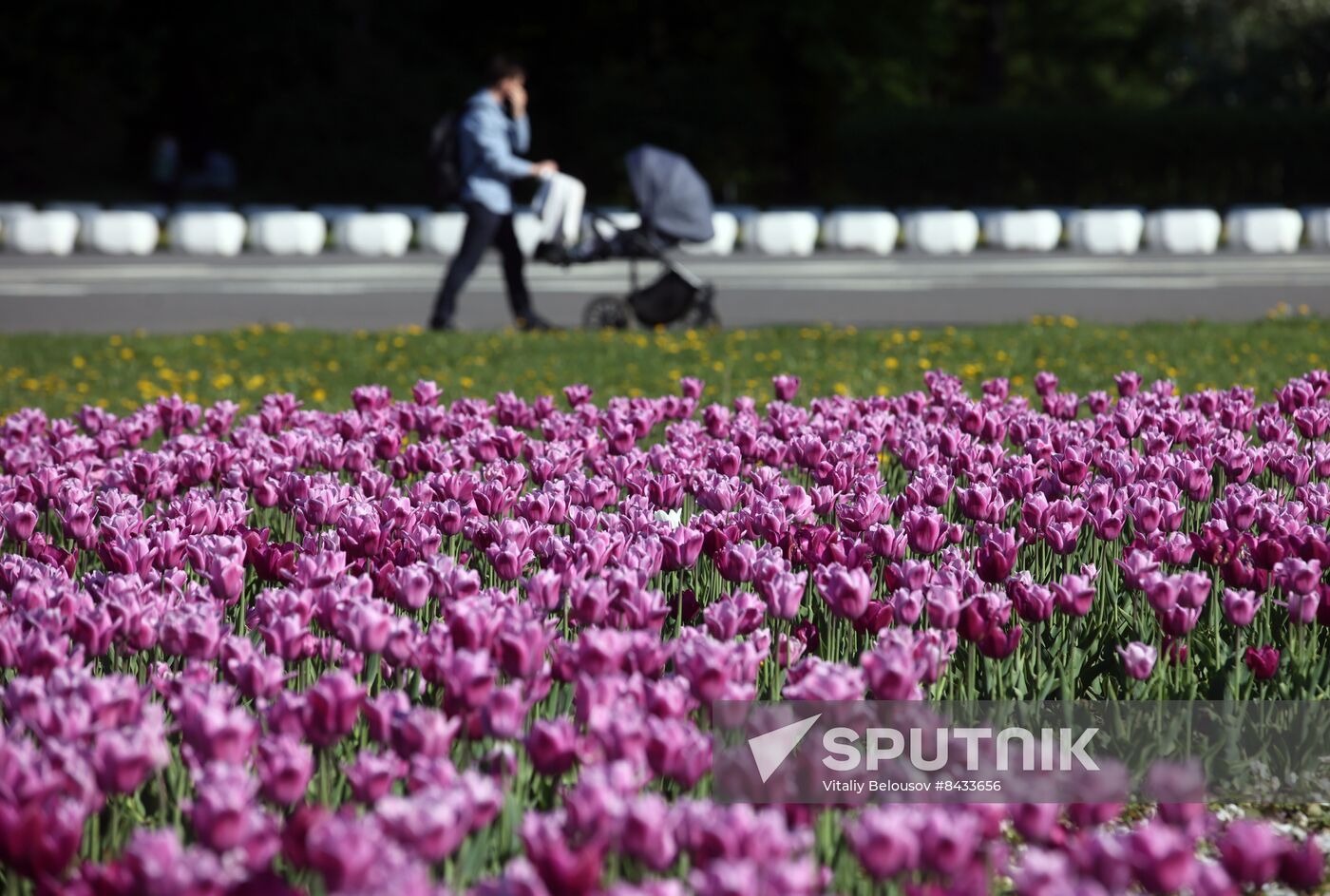 Russia Blooming Season