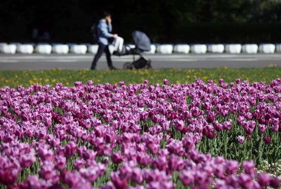 Russia Blooming Season