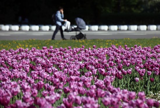 Russia Blooming Season