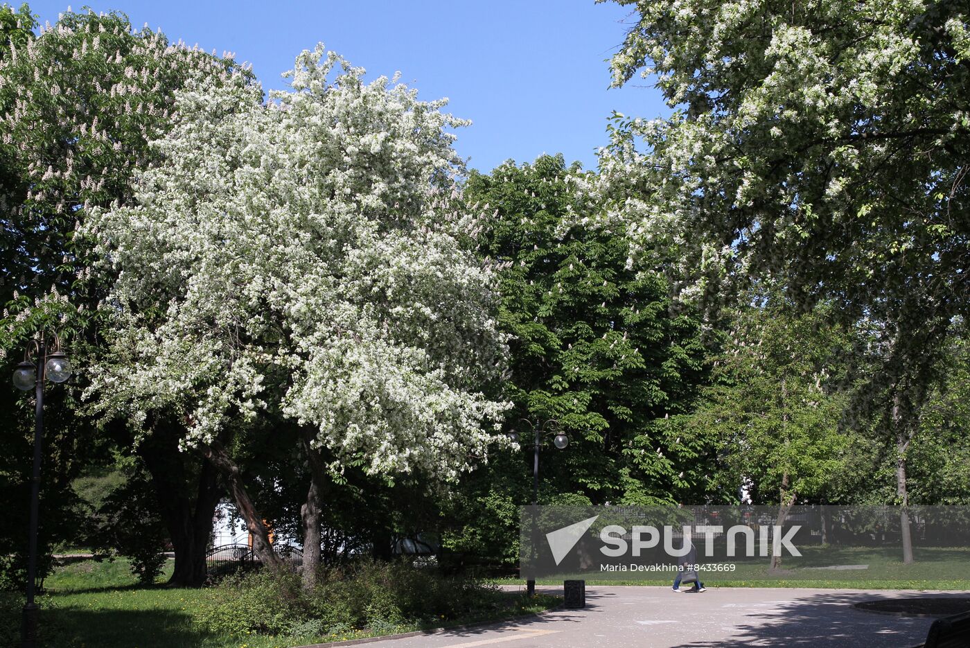 Russia Blooming Season