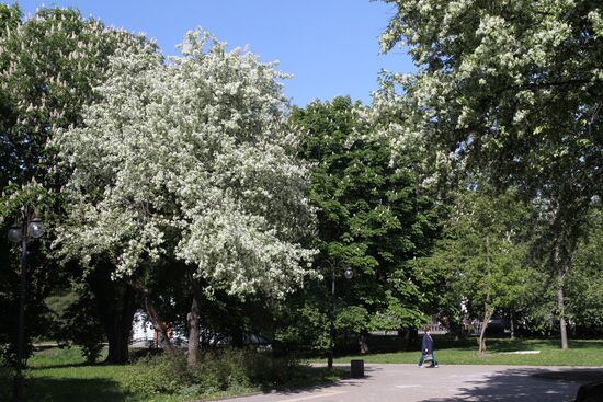 Russia Blooming Season