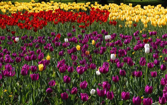 Russia Blooming Season