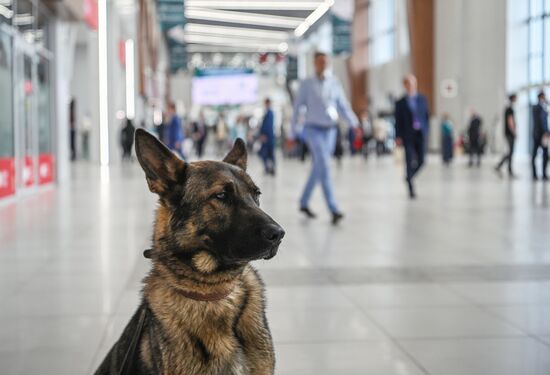 KAZANFORUM 2023. Sidelines