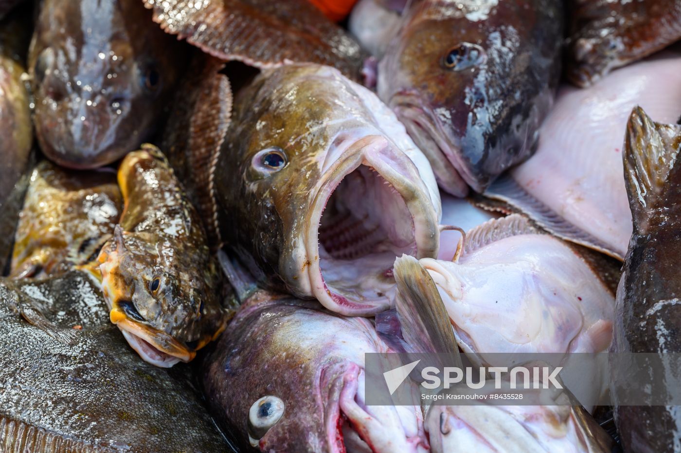 Russia Fishing Industry