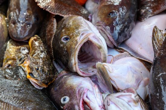 Russia Fishing Industry