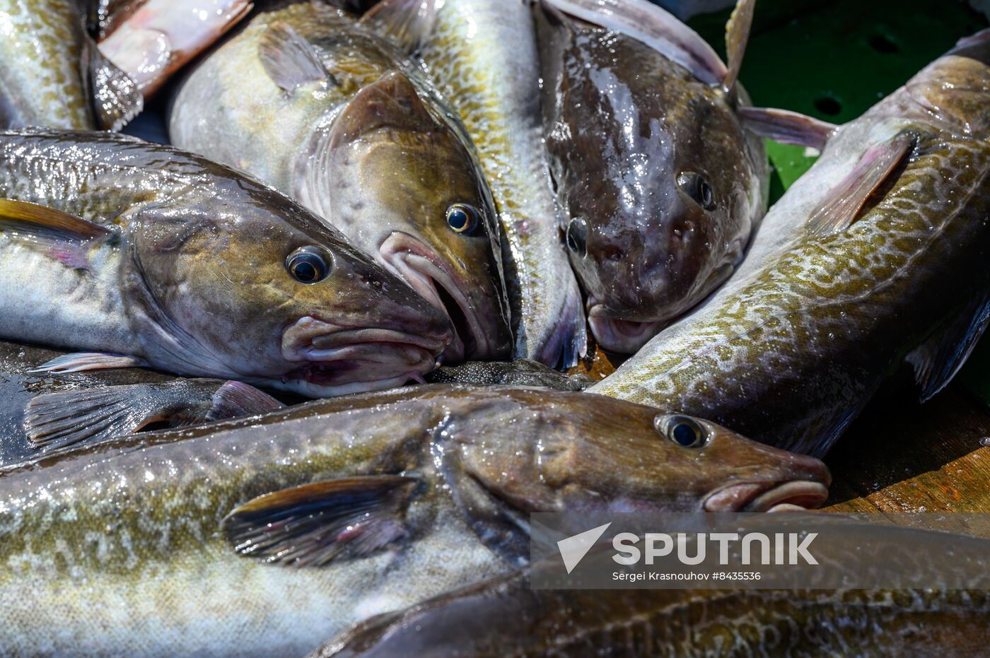 Russia Fishing Industry