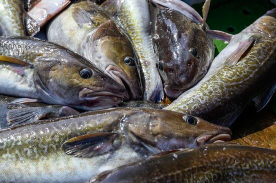 Russia Fishing Industry