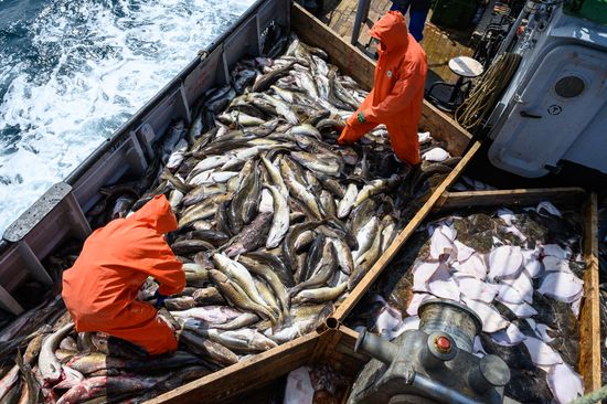 Russia Fishing Industry