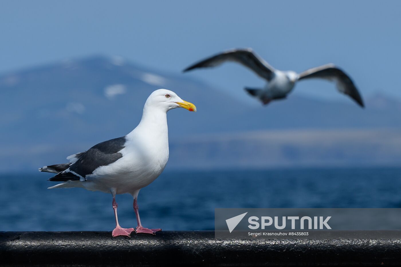 Russia Fishing Industry