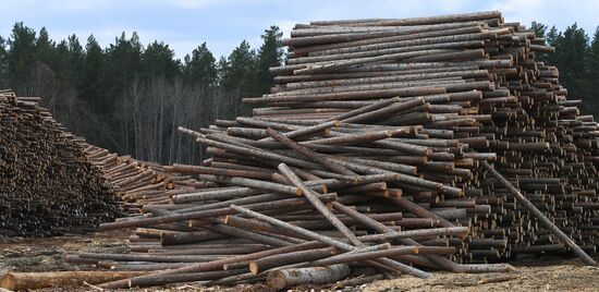 Russia Timber Industry