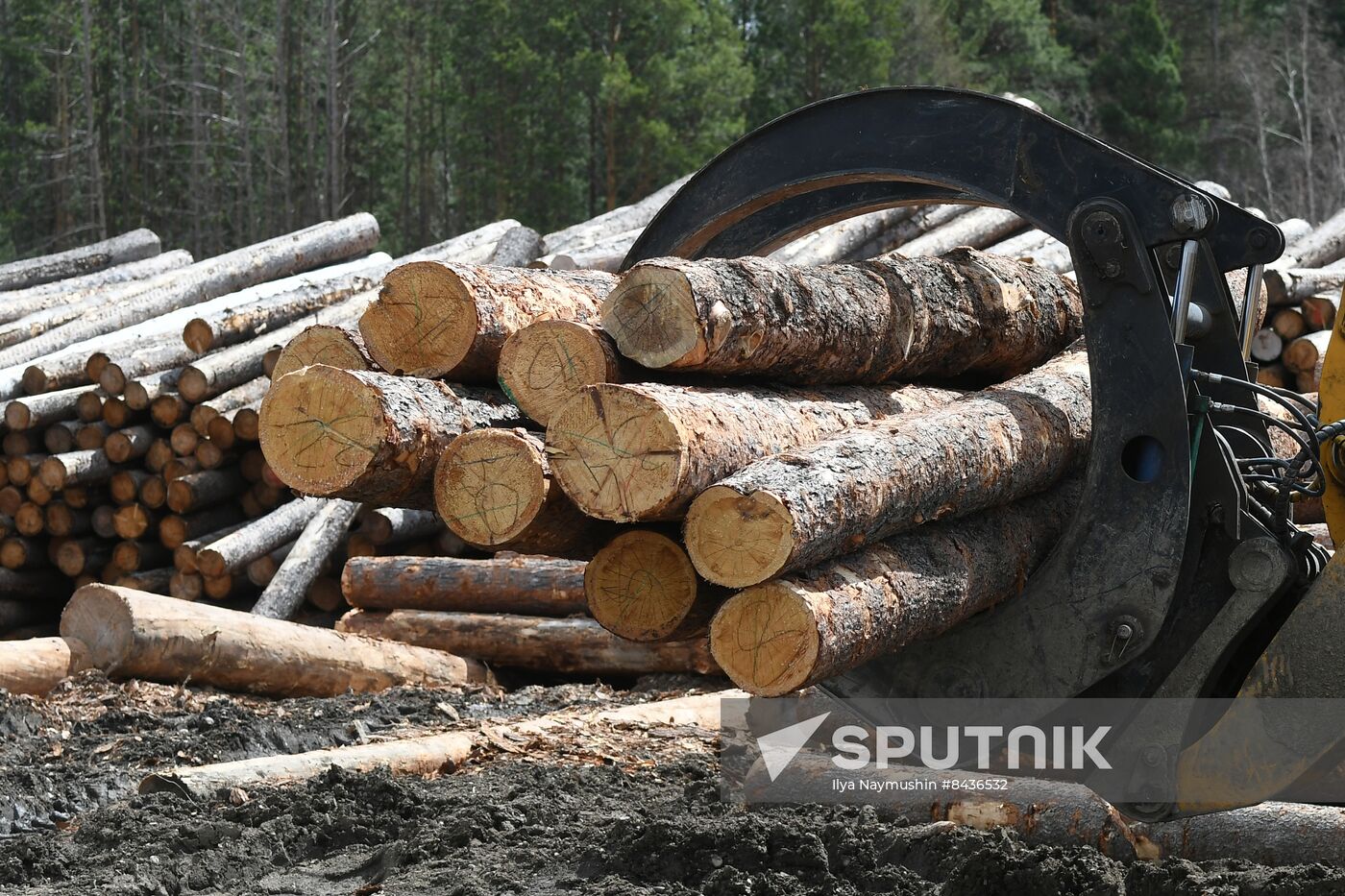 Russia Timber Industry