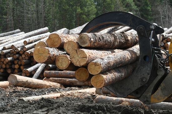 Russia Timber Industry