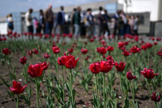 Tulips near the Kazan Kremlin State Historical, Architectural and Artistic Reserve Museum during a sightseeing tour of the city. Photos may be used as stated in the media bank section concerning the forum. Location: Russia, Republic of Tatarstan, Kazan. Author: Alexandr Kryazhev/ANO “Directorate for Sports and Social Projects”. KAZANFORUM 2023. Sightseeing tour of Kazan